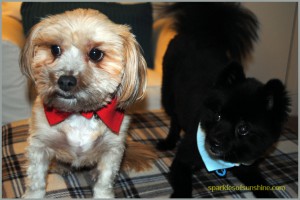 DIY-Recycled-Collar-for-Dogs