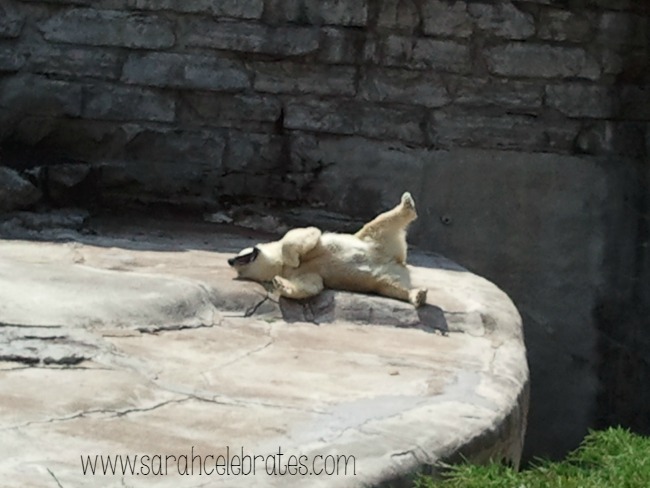 Wordless Wednesday - Polar Bear