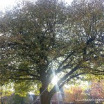 Wordless Wednesday - Sunlit Tree