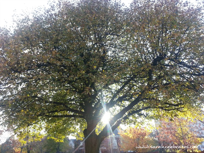 Wordless Wednesday - Sunlit Tree