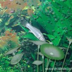 Wordless Wednesday - White Molly