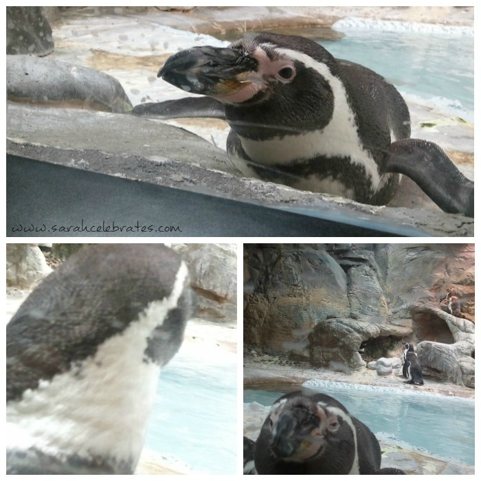 Hey, We Have Visitors