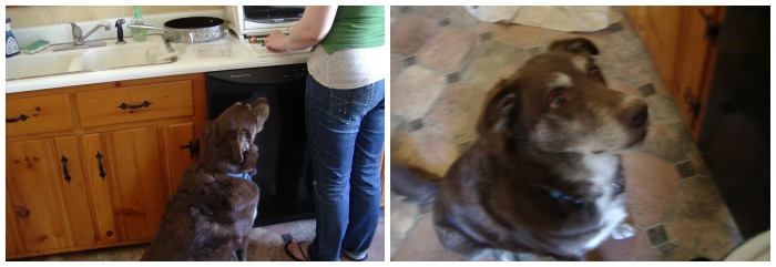 The Pup Waiting For Strawberries