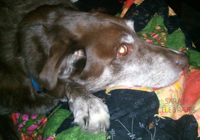 Pets I Have Had, List 17 #52List2015 The Pup | Sarah Celebrates