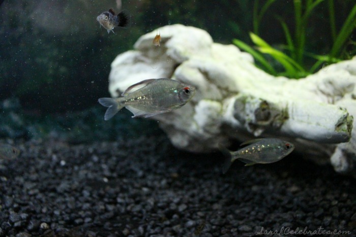 SCsundaysnap - Diamond Tetras | Sarah Celebrates