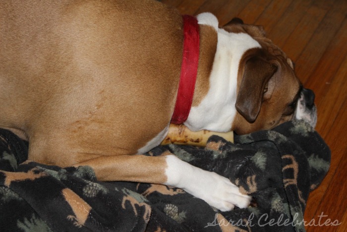 #SCsundaysnap - Sad Stella | Sarah Celebrates