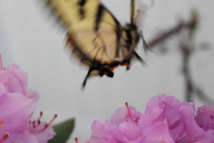 SCsundaysnap - Butterfly And She's Off - Sarah Celebrates