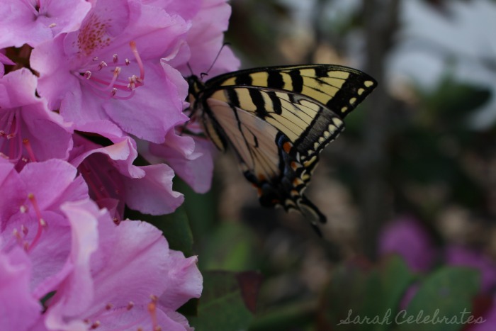 SCsundaysnap - Butterfly Landed - Sarah Celebrates