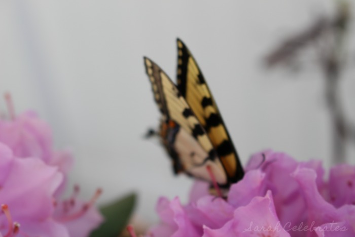 SCsundaysnap - Butterfly On the Move - Sarah Celebrates