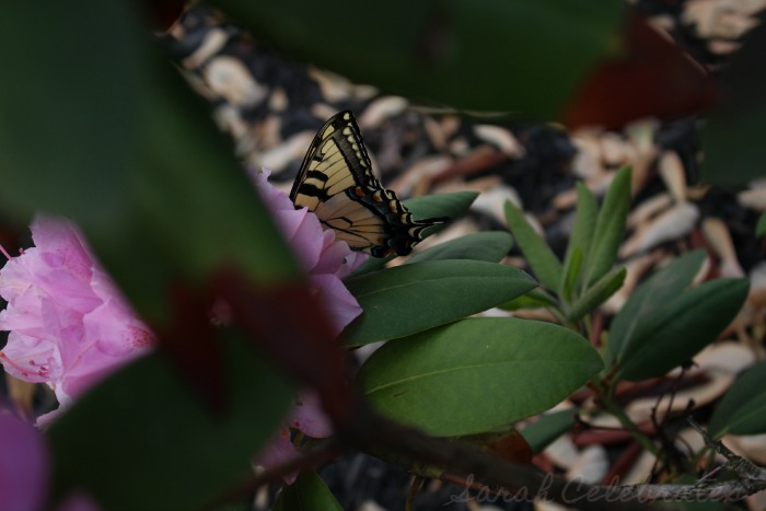 SCsundaysnap - Butterfly - Sarah Celebrates