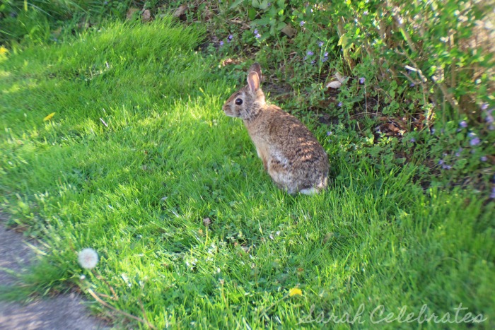 SCsundaysnap - Fluffy Friend, Interrupted Lounging | Sarah Celebrates