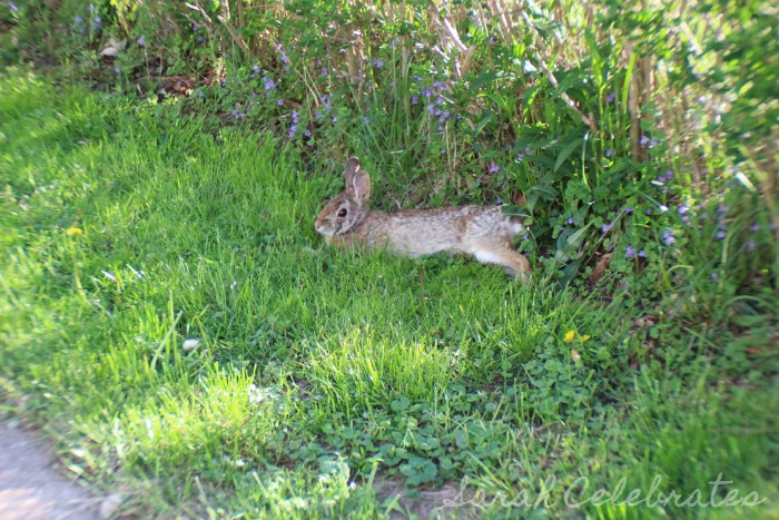 SCsundaysnap - Fluffy Friend, Lazy Bunny | Sarah Celebrates
