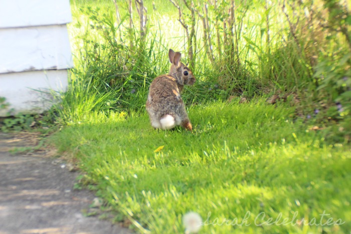 SCsundaysnap - Fluffy Friend, Oh You're Still There | Sarah Celebrates