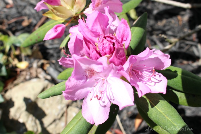 SCsundaysnap - Pink Flower Blooming - Sarah Celebrates