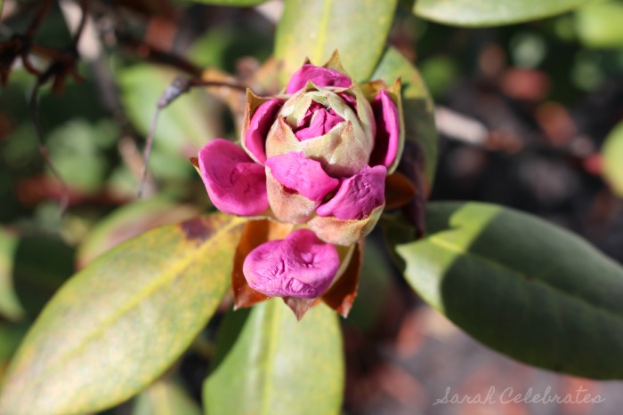 SCsundaysnap - Pink Flower Bud - Sarah Celebrates