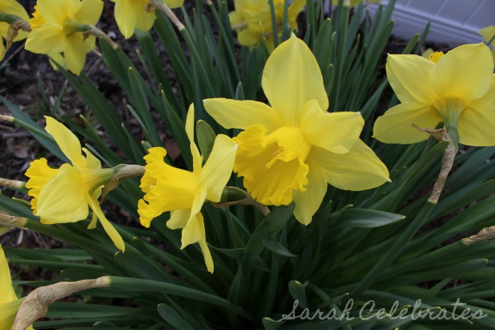 SCsundaysnap - Spring Has Sprung, daffodils