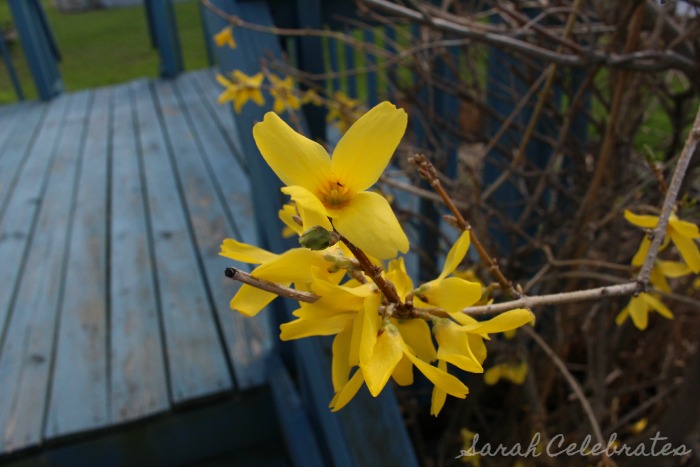 SCsundaysnap - Spring Has Sprung, flowering bush