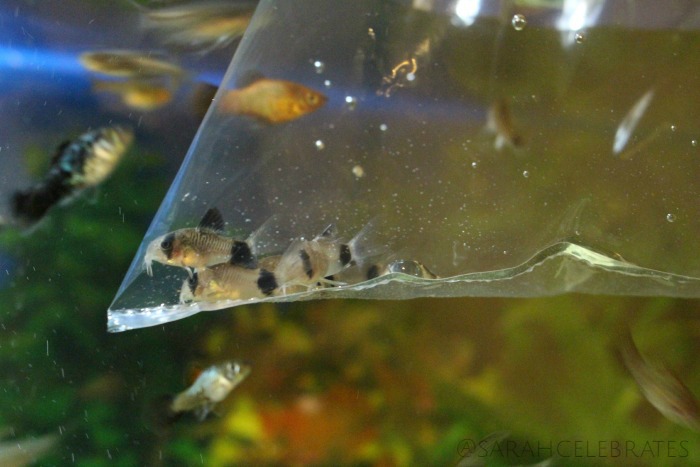 SCsundaysnap - Cooped Up Cories - Sarah Celebrates