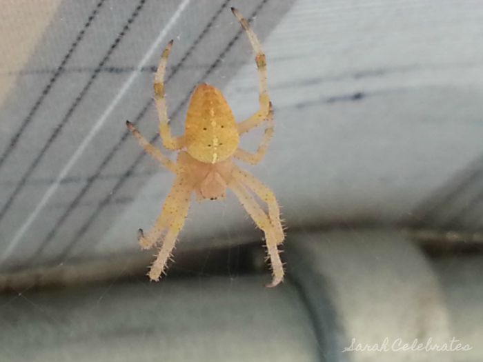 Albino Spider |SC Sunday Snap