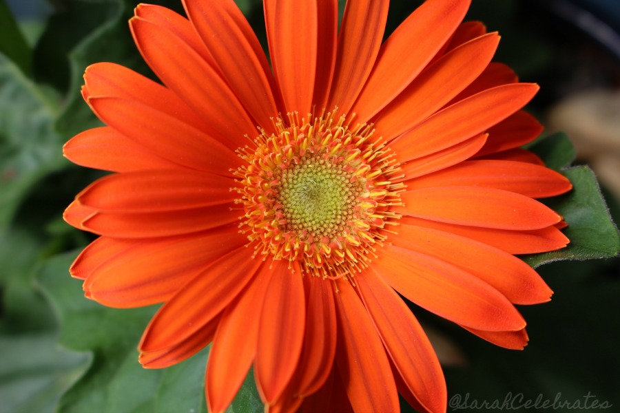 SCSundaySnap - Sunshine On The Ground