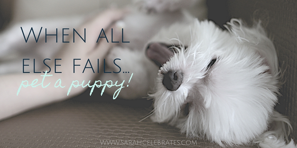 When all else fails, pet a puppy. #MondayMotivation