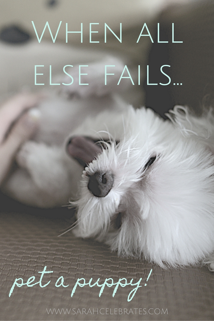 When all else fails, pet a puppy. #MondayMotivation