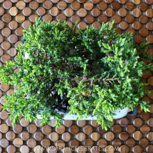 Keep calm and grow on - juniper bonsai #BringOnZen #BringOnZen #ad