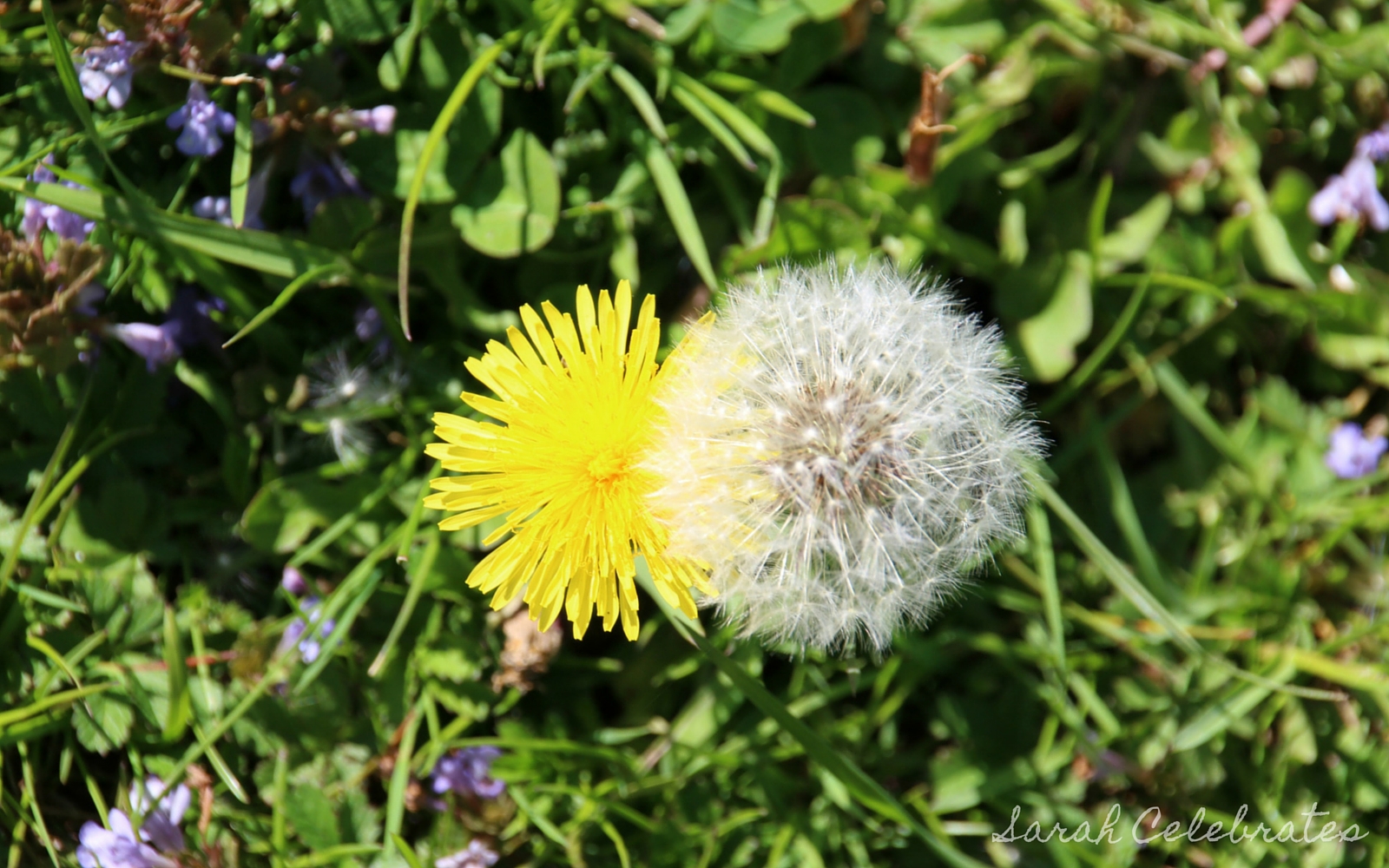 Make A Wish #Captured